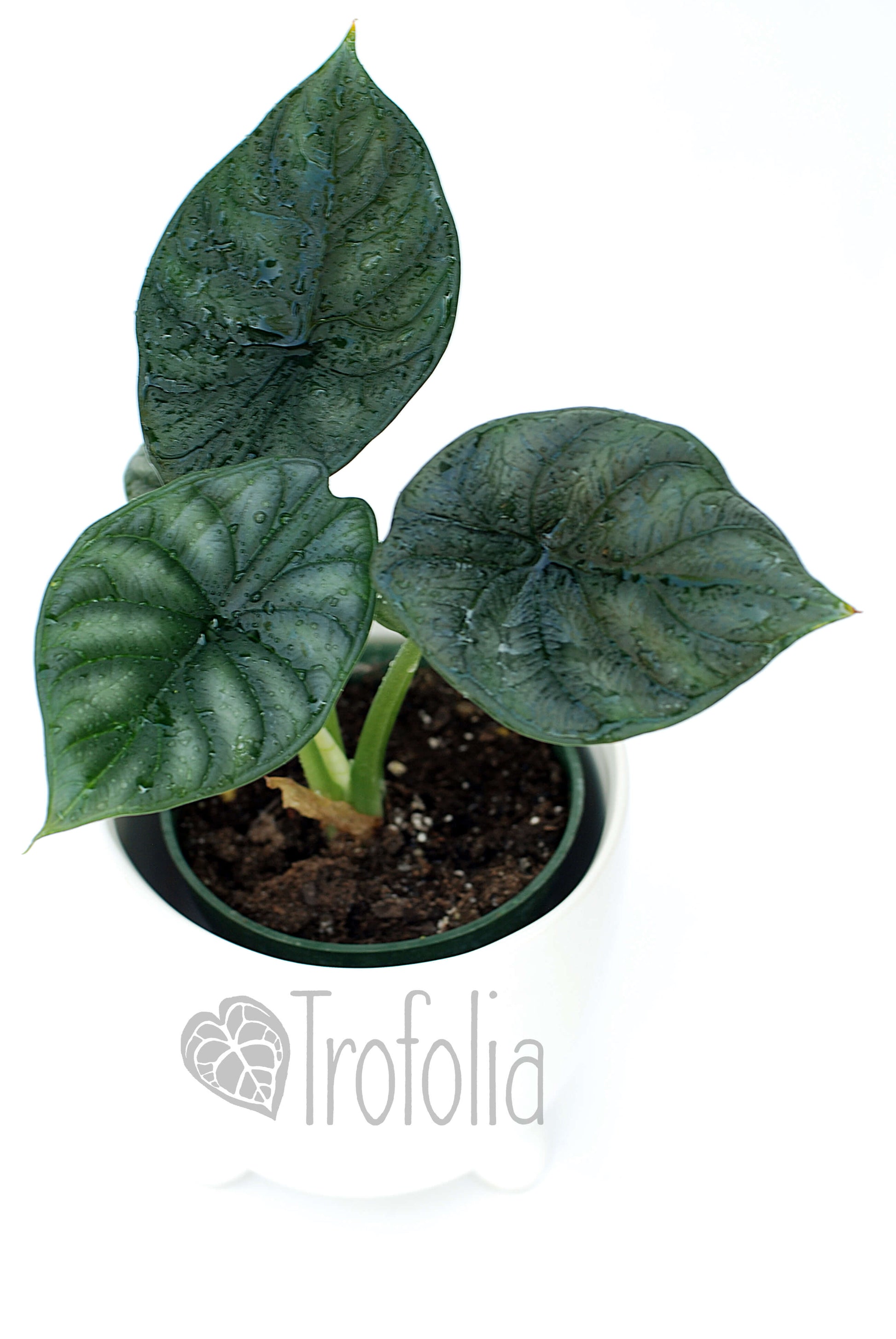 Alocasia Baginda 'Dragon Scale' (Multiple Sizes) - Trofolia