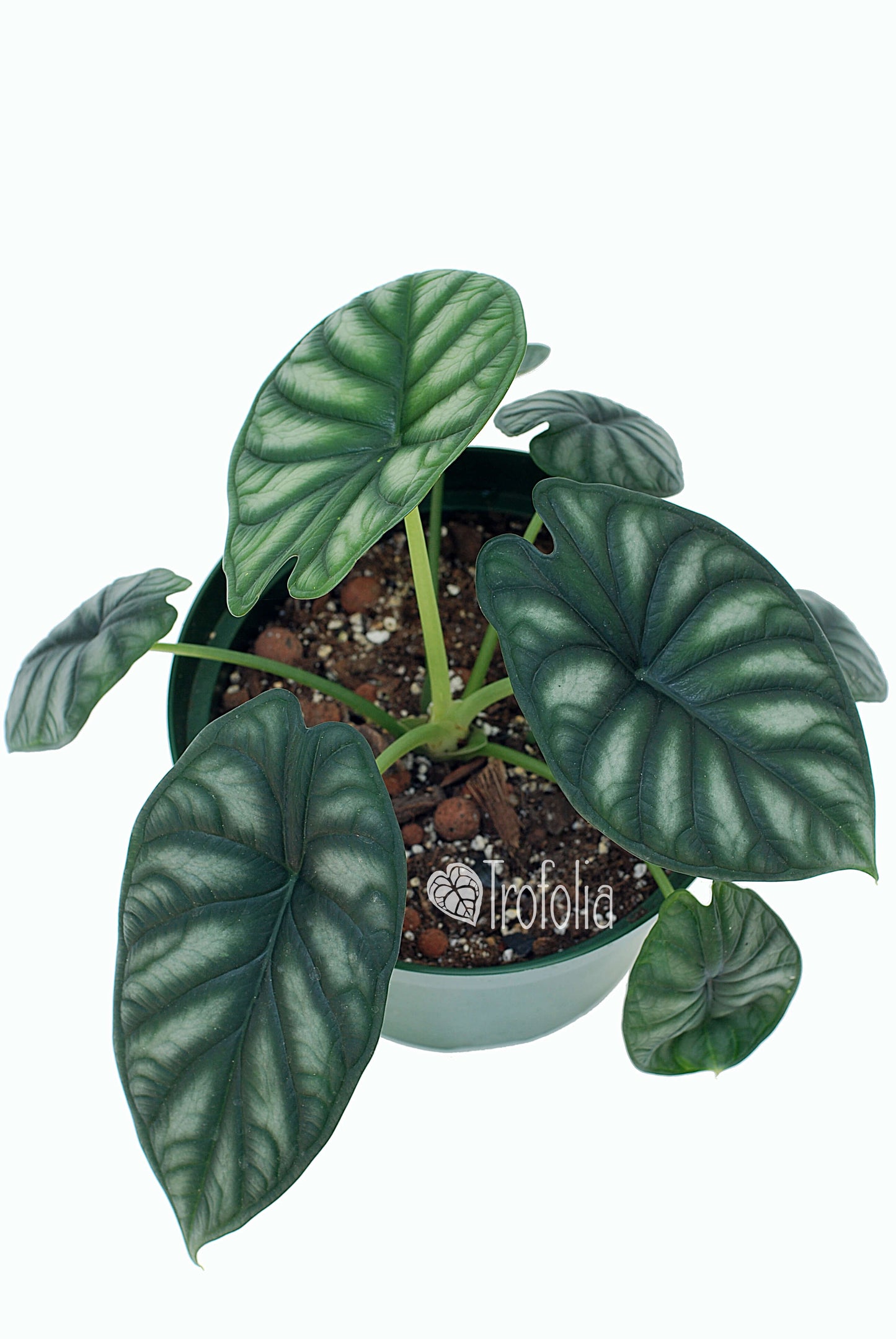 Alocasia Baginda 'Dragon Scale' (Multiple Sizes) - Trofolia