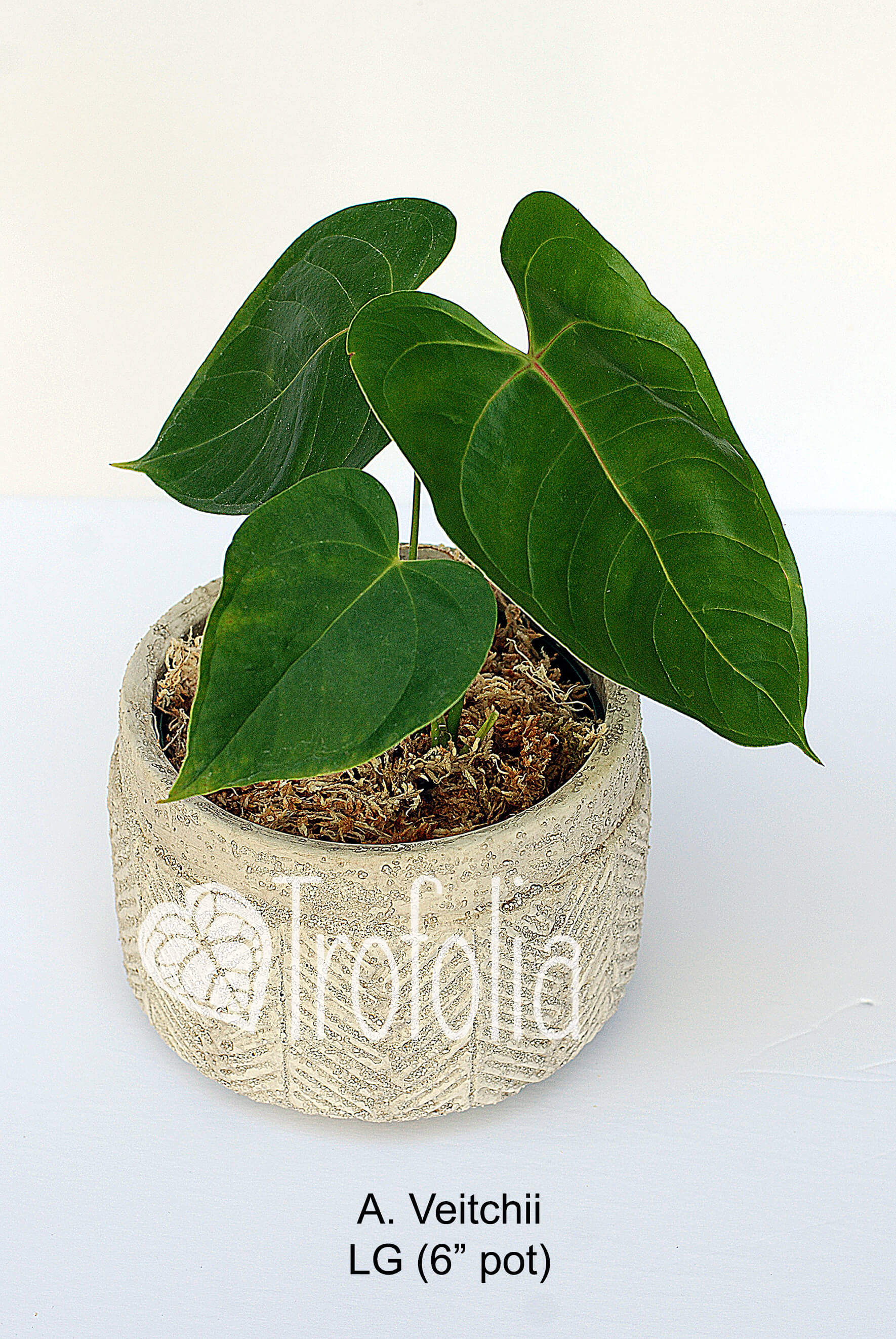 anthurium veitchii hybrid Anthurium Veitchii Hybrid (multiple sizes) – Trofolia