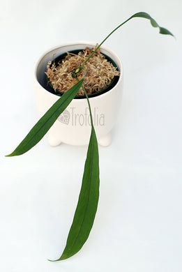 Anthurium Vittarifolium - Trofolia