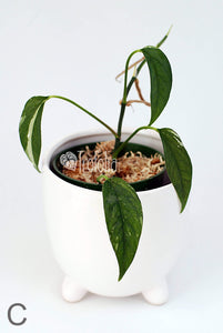 Epipremnum Pinnatum Albovariegata (multiple sizes) - Trofolia