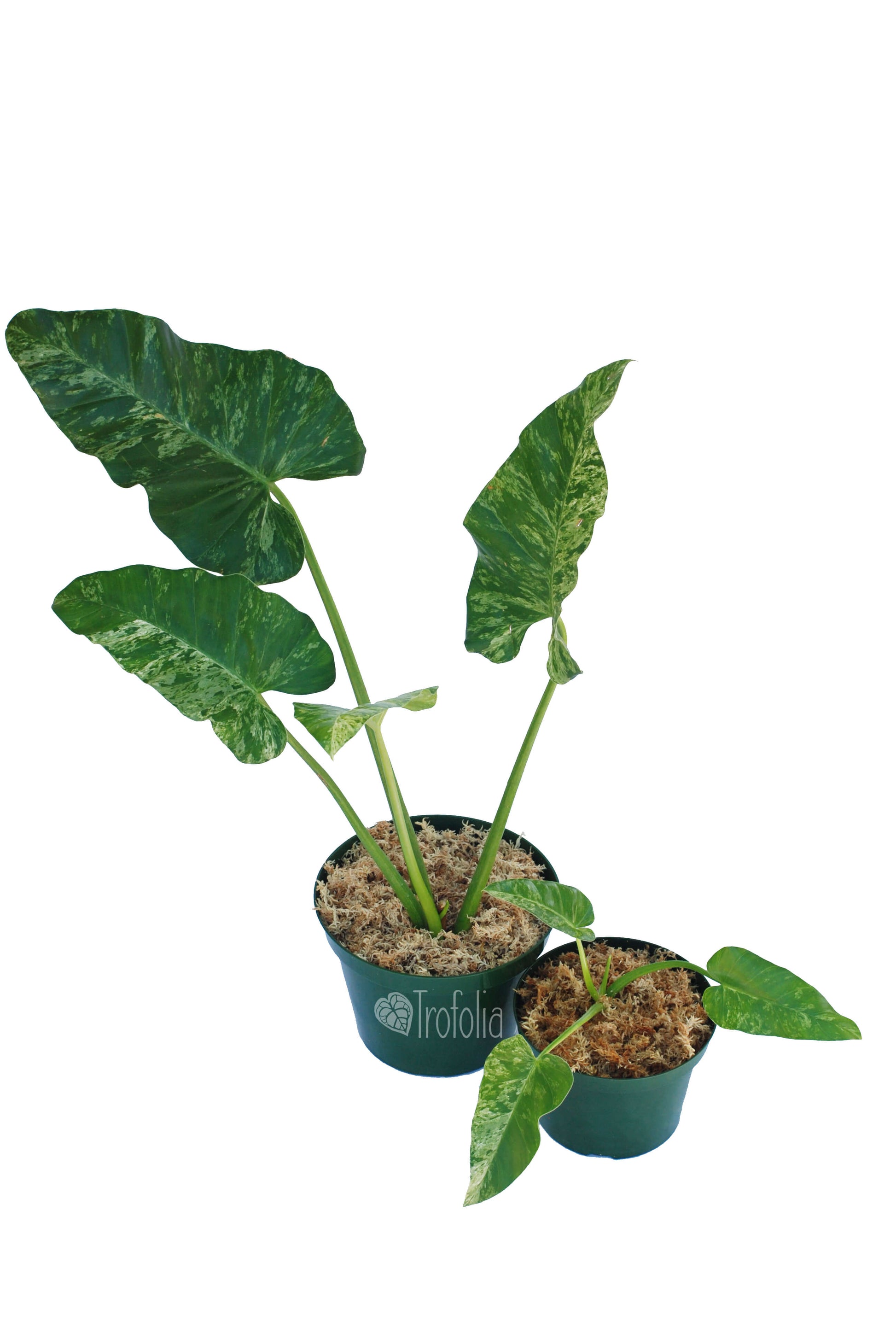 Philodendron Giganteum Variegata 'Blizzard' 6 (X-large) - Trofolia