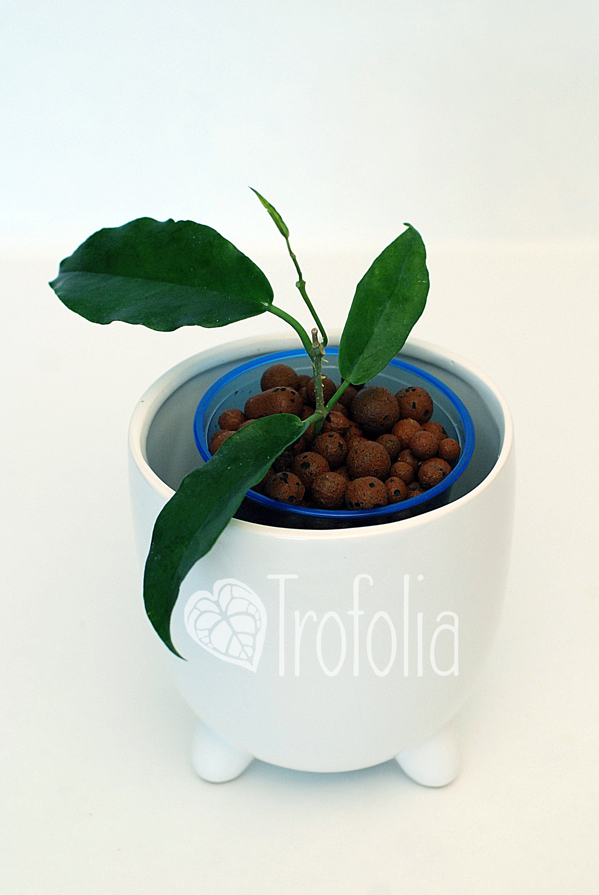 Hoya Macgillivrayi - Trofolia
