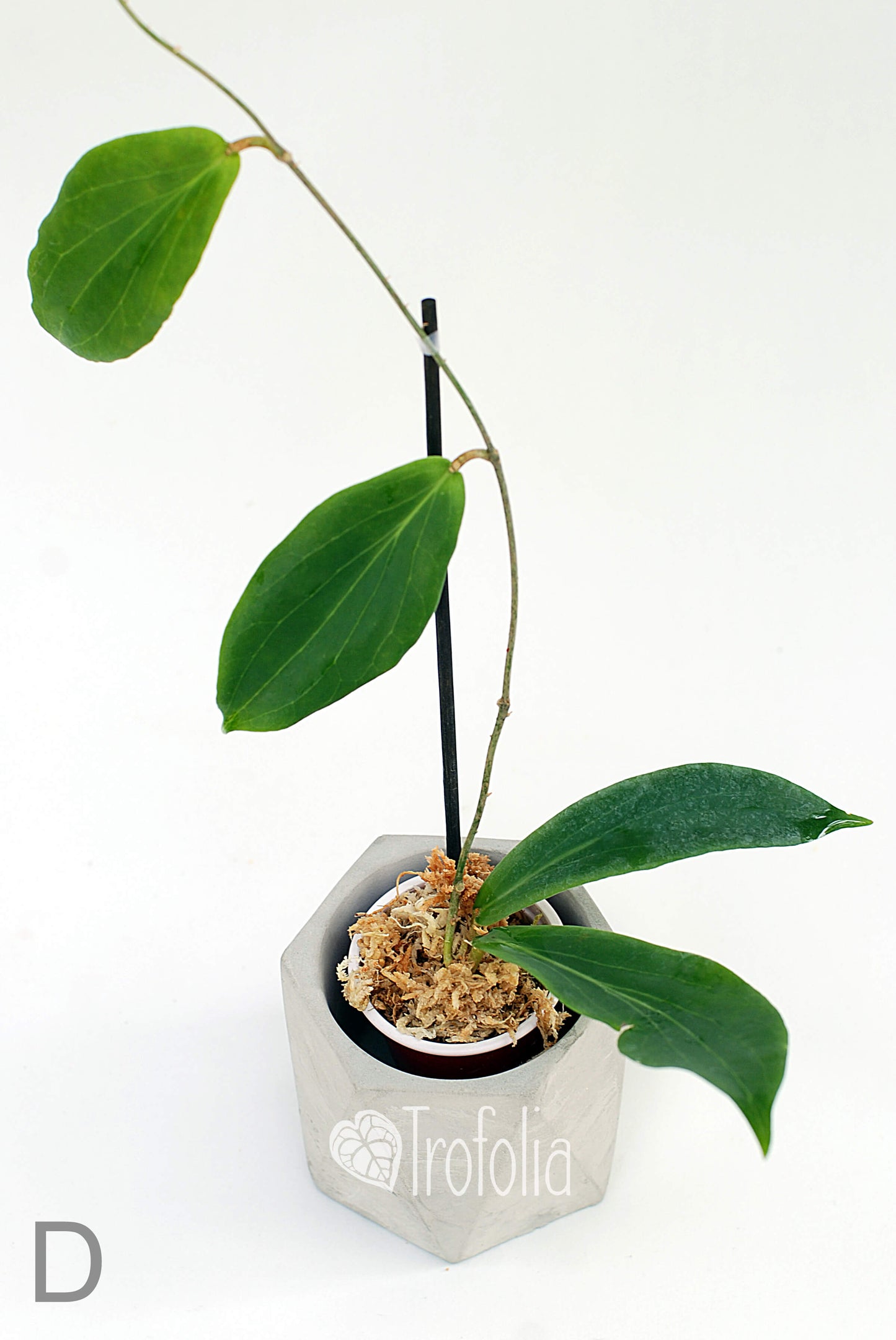 Hoya Benguentensis - Trofolia