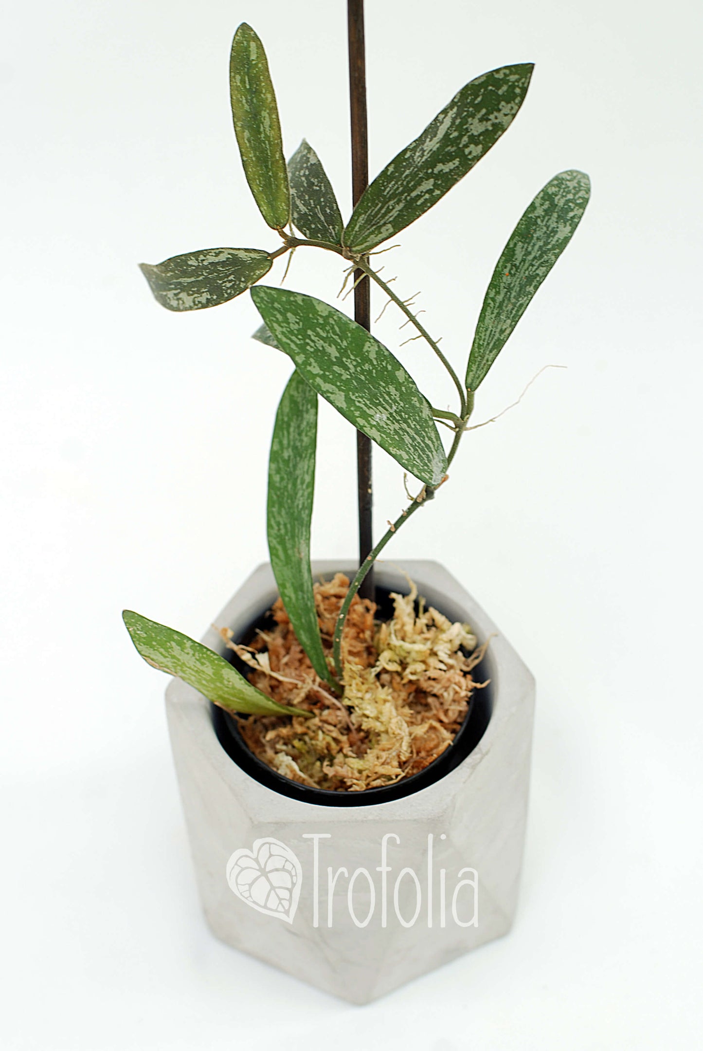 Hoya Sigillatis (multiple sizes) - Trofolia