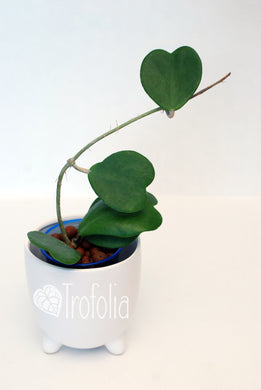 Hoya Kerrii - Trofolia