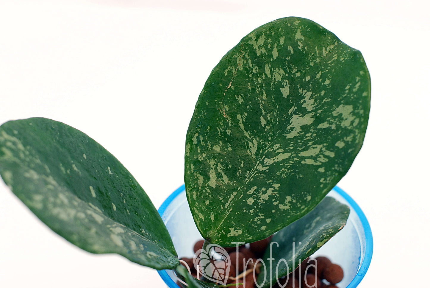Hoya Obovata Spotted - Trofolia