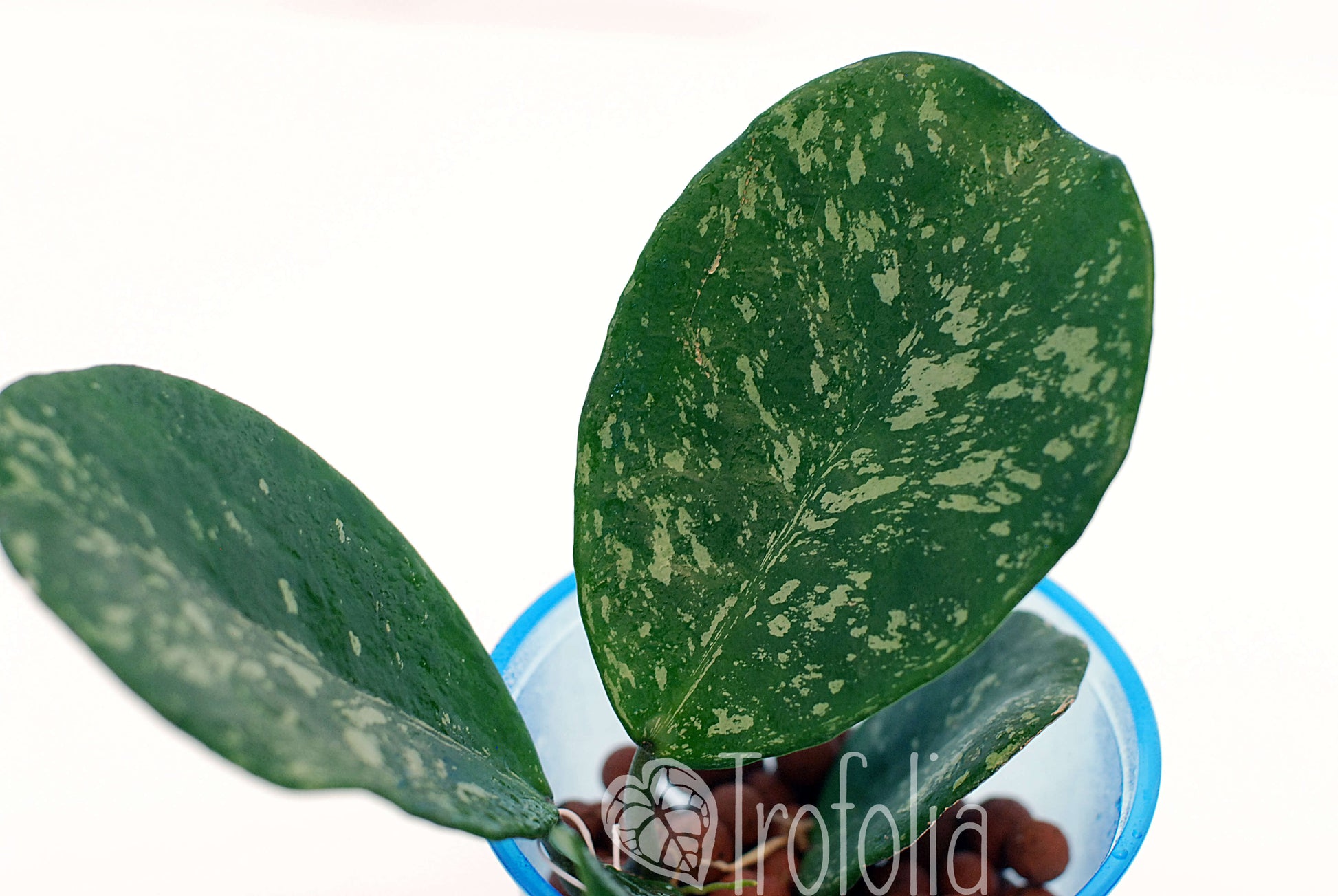 Hoya Obovata Spotted - Trofolia