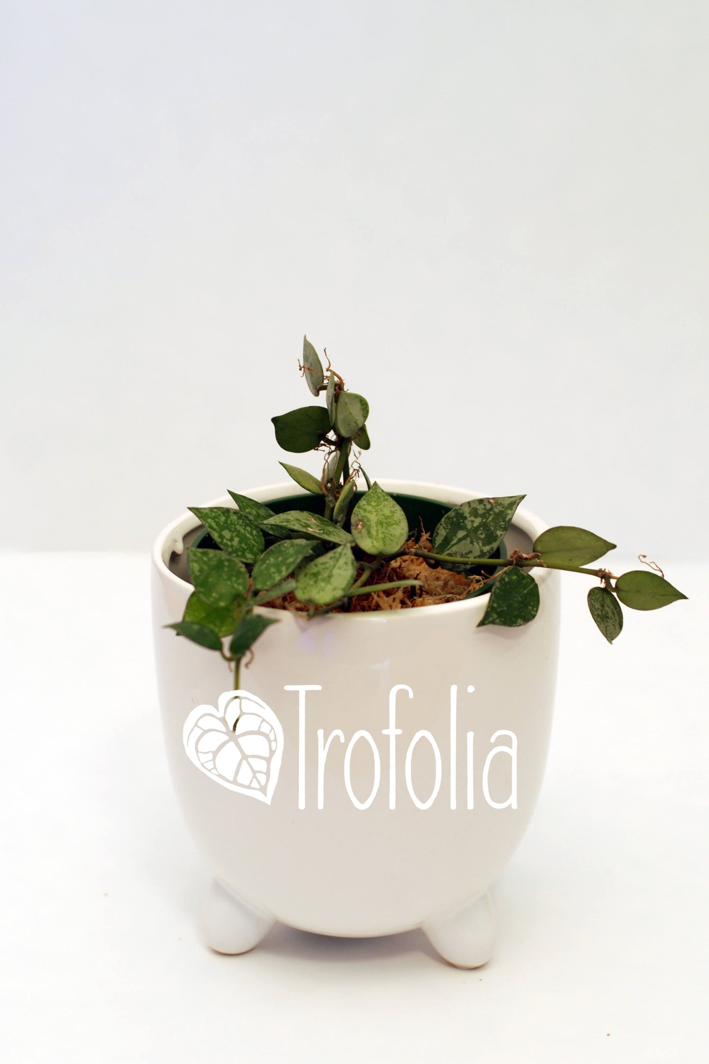 Hoya Lacunosa 'Spotted' - Trofolia