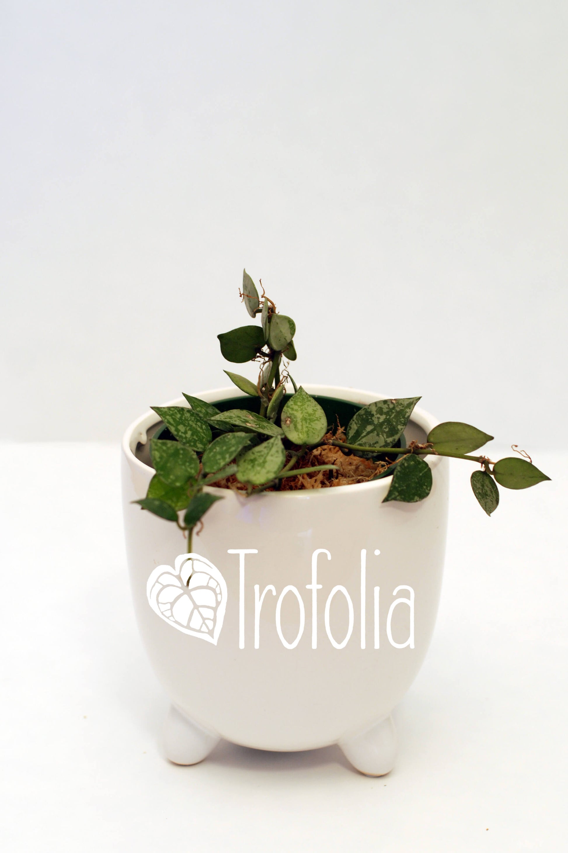 Hoya Lacunosa 'Spotted' - Trofolia