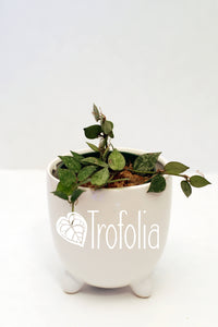 Hoya Lacunosa 'Spotted' - Trofolia