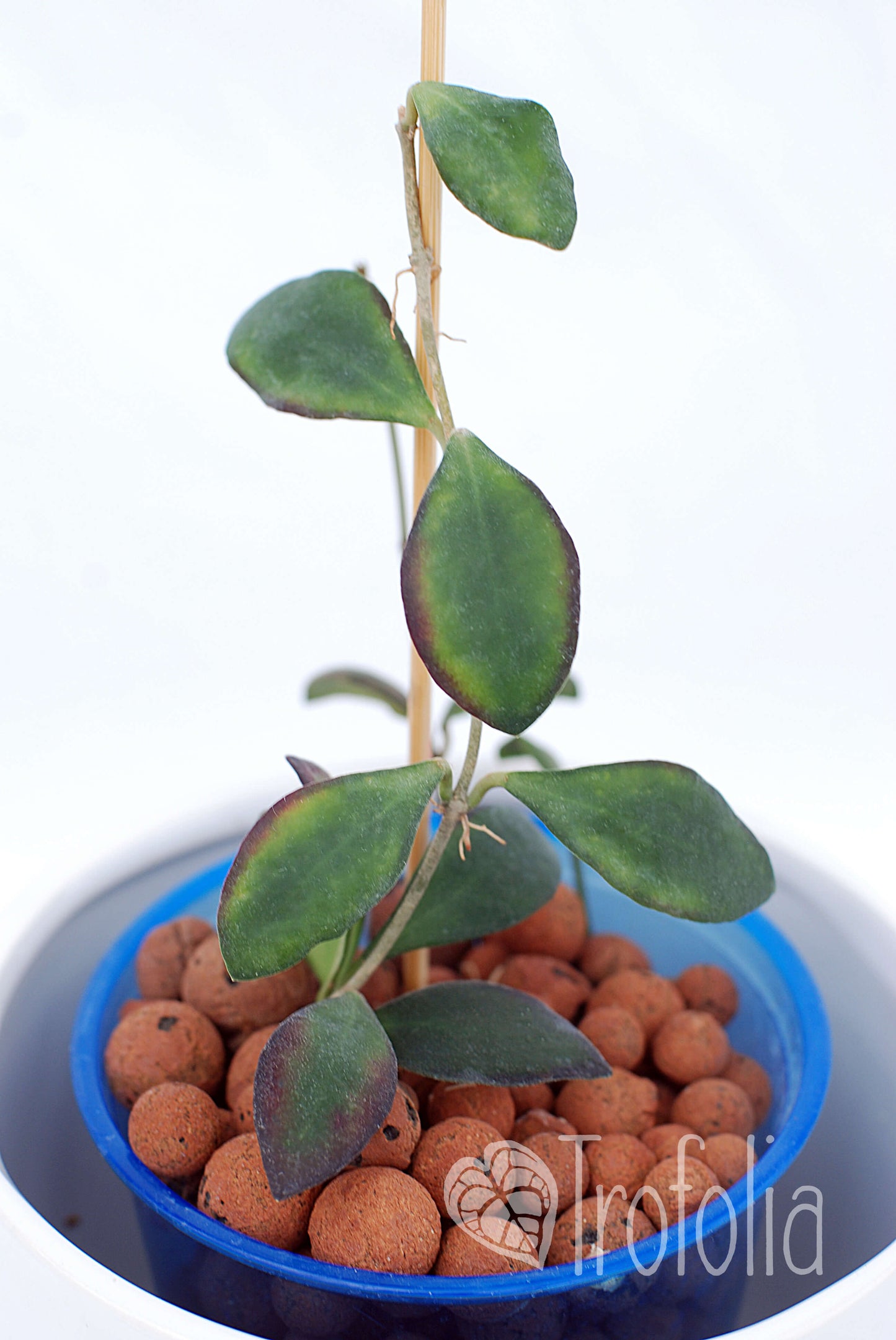 Hoya sp. aff. Burtoniae (smooth) - Trofolia