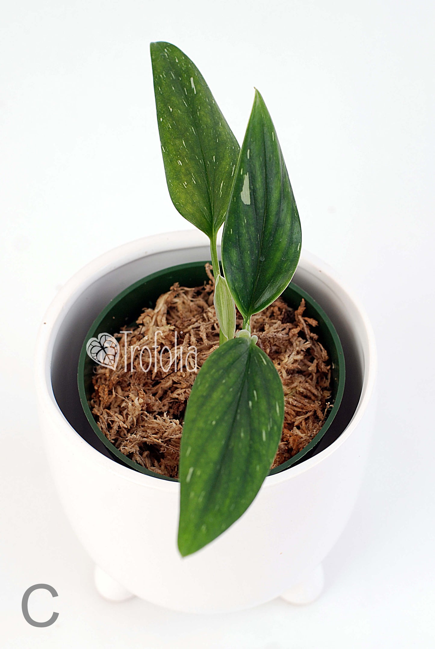 Monstera Standleyana Albovariegata (multiple sizes) - Trofolia