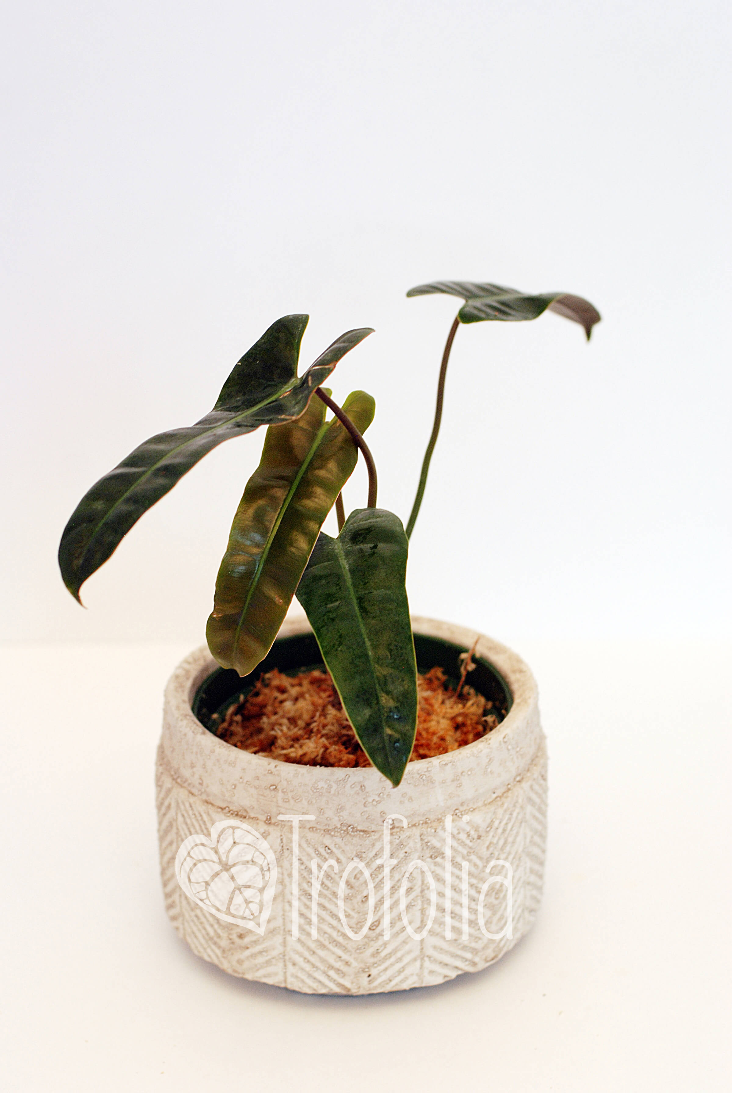 atabapoense philodendron Philodendron Atabapoense – Trofolia
