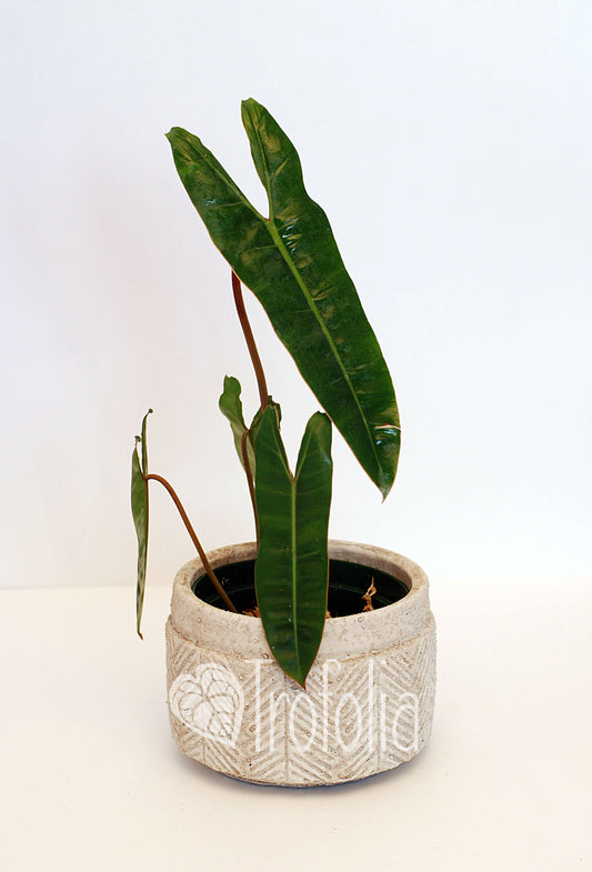 Philodendron Billietiae - Trofolia