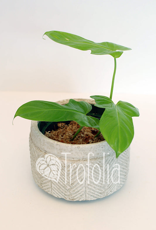 Philodendron Bipennifolium Gold Violin (multiple sizes) - Trofolia