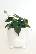 Load image into Gallery viewer, Philodendron Micans - Trofolia
