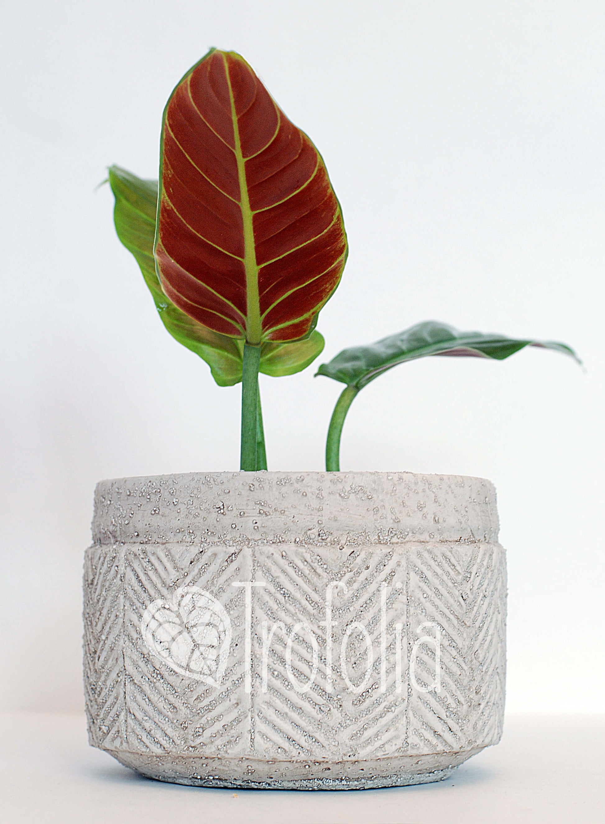 Philodendron Subhastatum 'Balleroy' - Trofolia