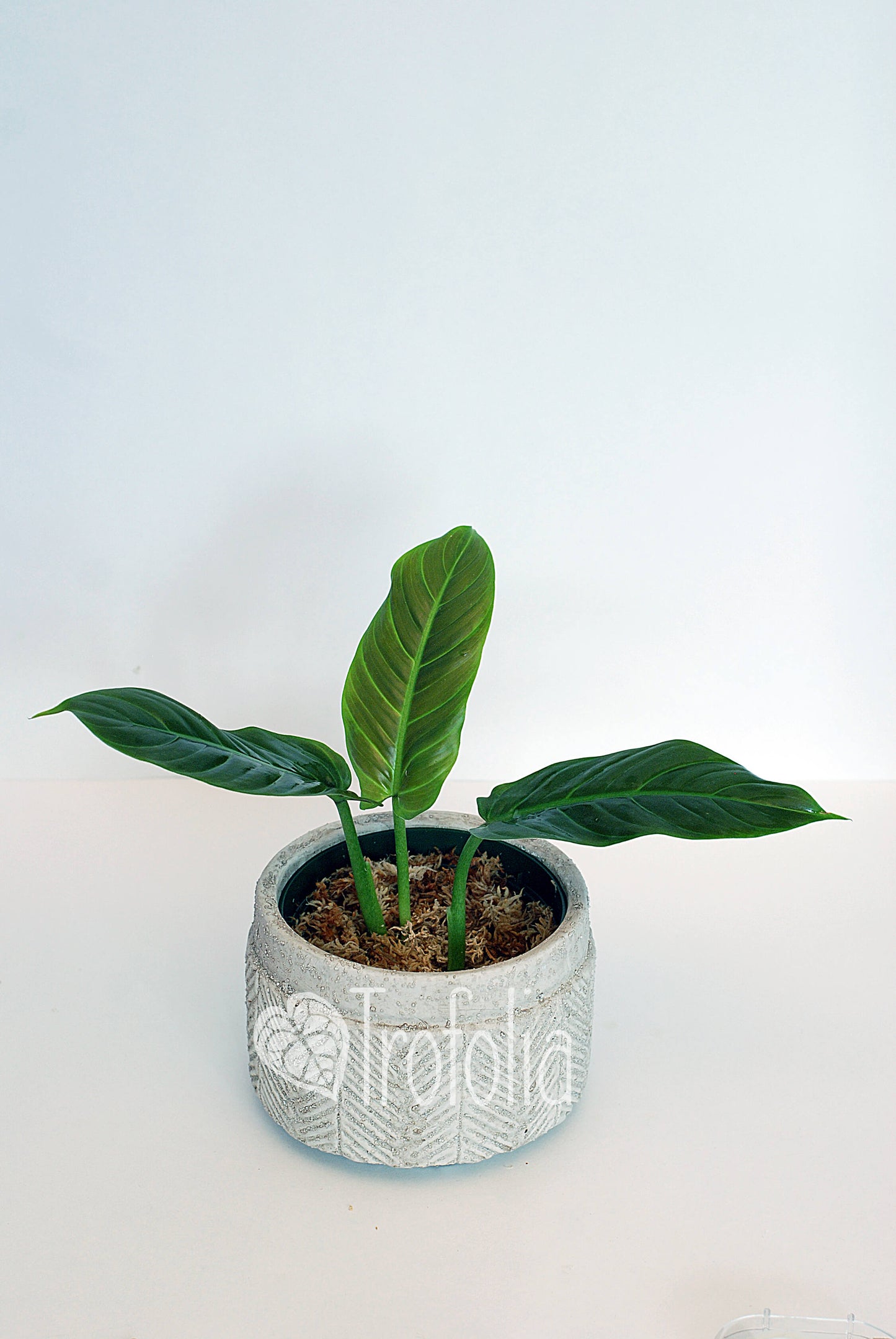 Philodendron Subhastatum 'Balleroy' - Trofolia