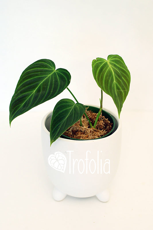 Philodendron Verrucosum X Melanochrysum 'Splendid' - Trofolia