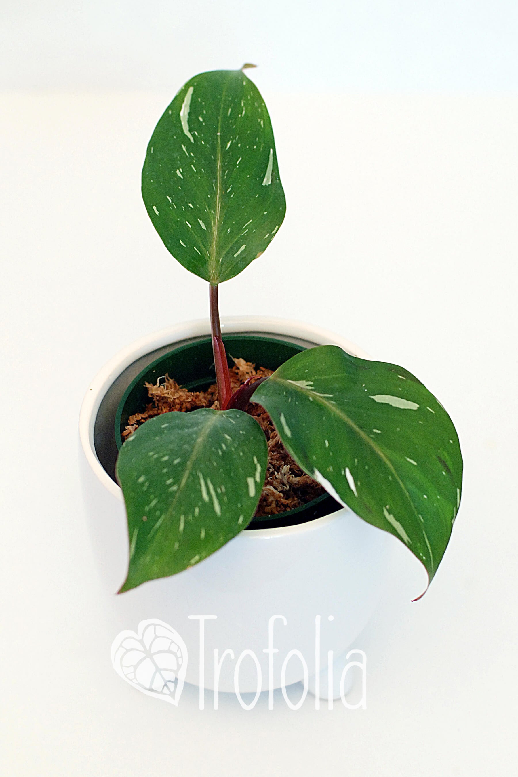 philodendron dark knight Philodendron White Knight – Trofolia