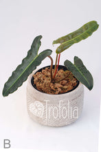 Load image into Gallery viewer, Philodendron Billietiae X Atabapoense (multiple sizes) - Trofolia