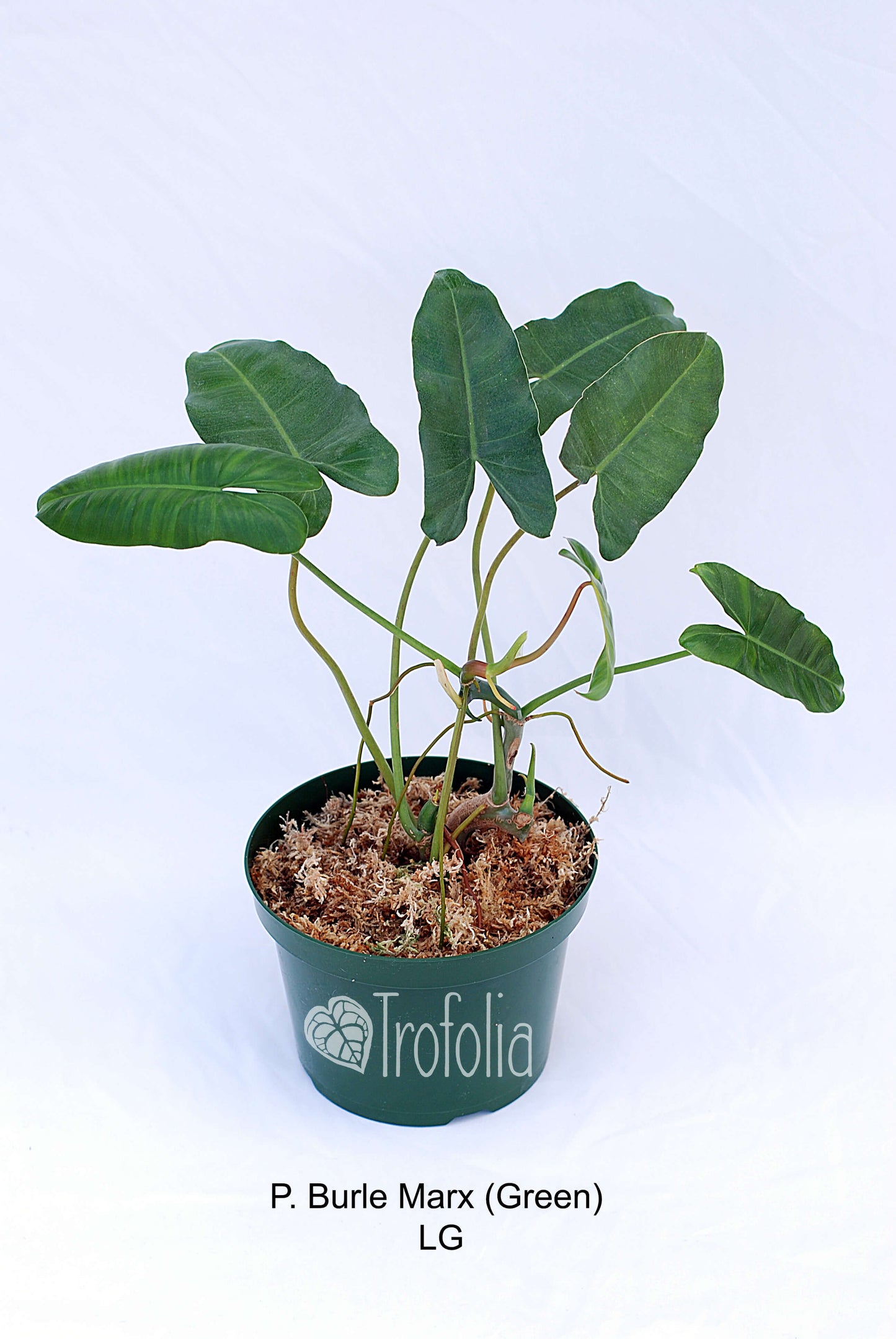 Philodendron Burle Marx (Green) (multiple sizes) - Trofolia