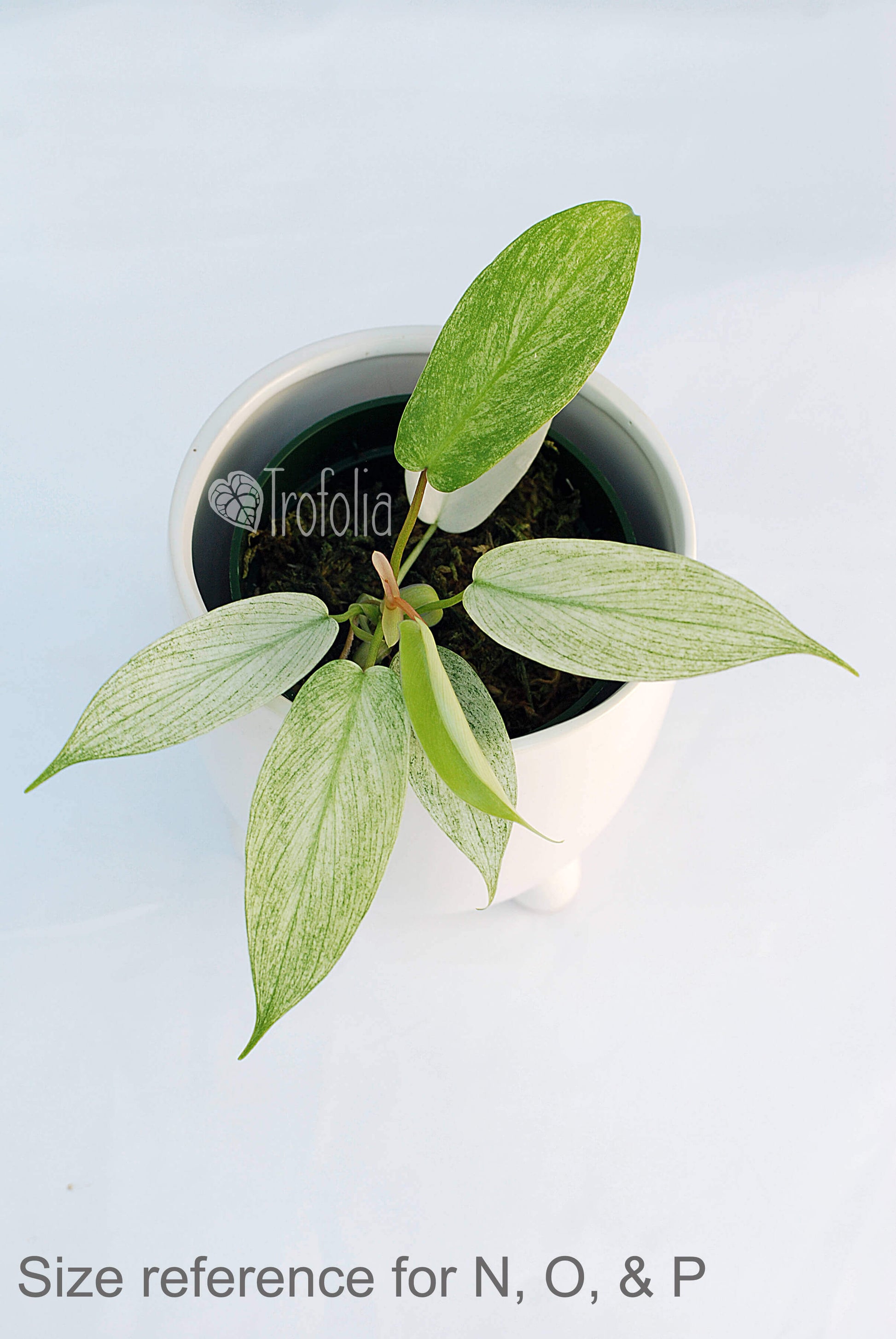 Philodendron Florida Ghost (multiple sizes) - Trofolia
