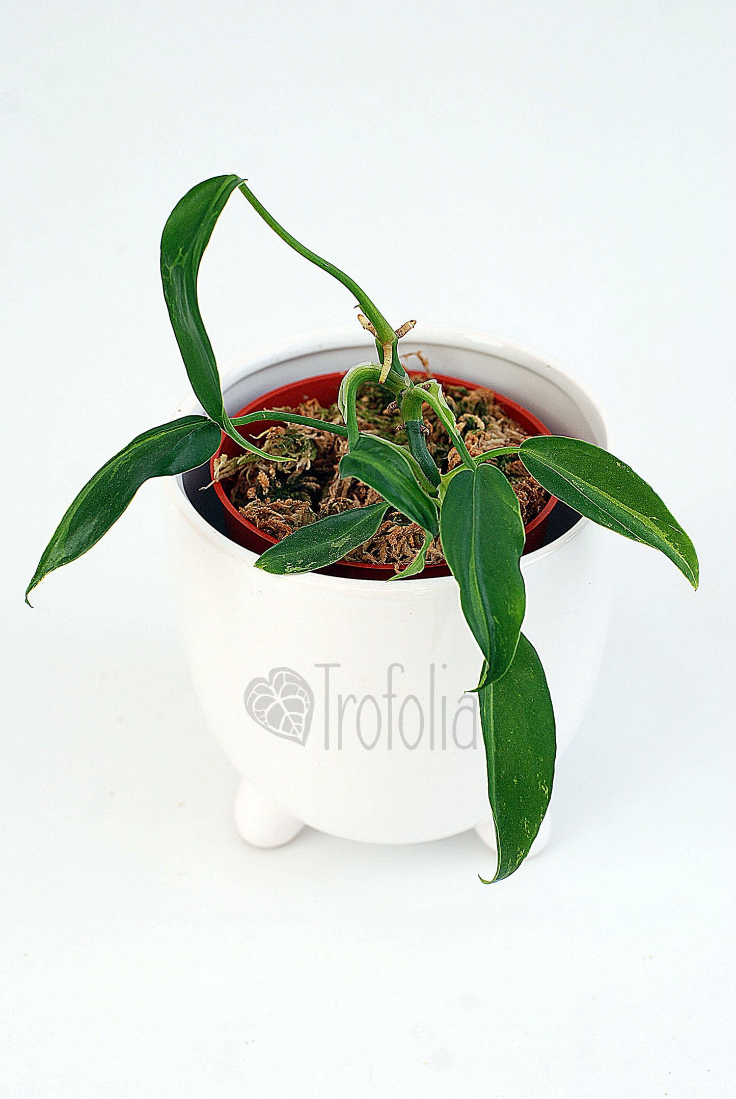 Philodendron Golden Dragon (multiple sizes) - Trofolia