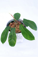 Load image into Gallery viewer, Philodendron Squamiferum Hairy - Trofolia