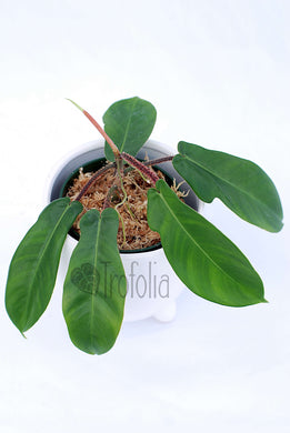 Philodendron Squamiferum Hairy - Trofolia