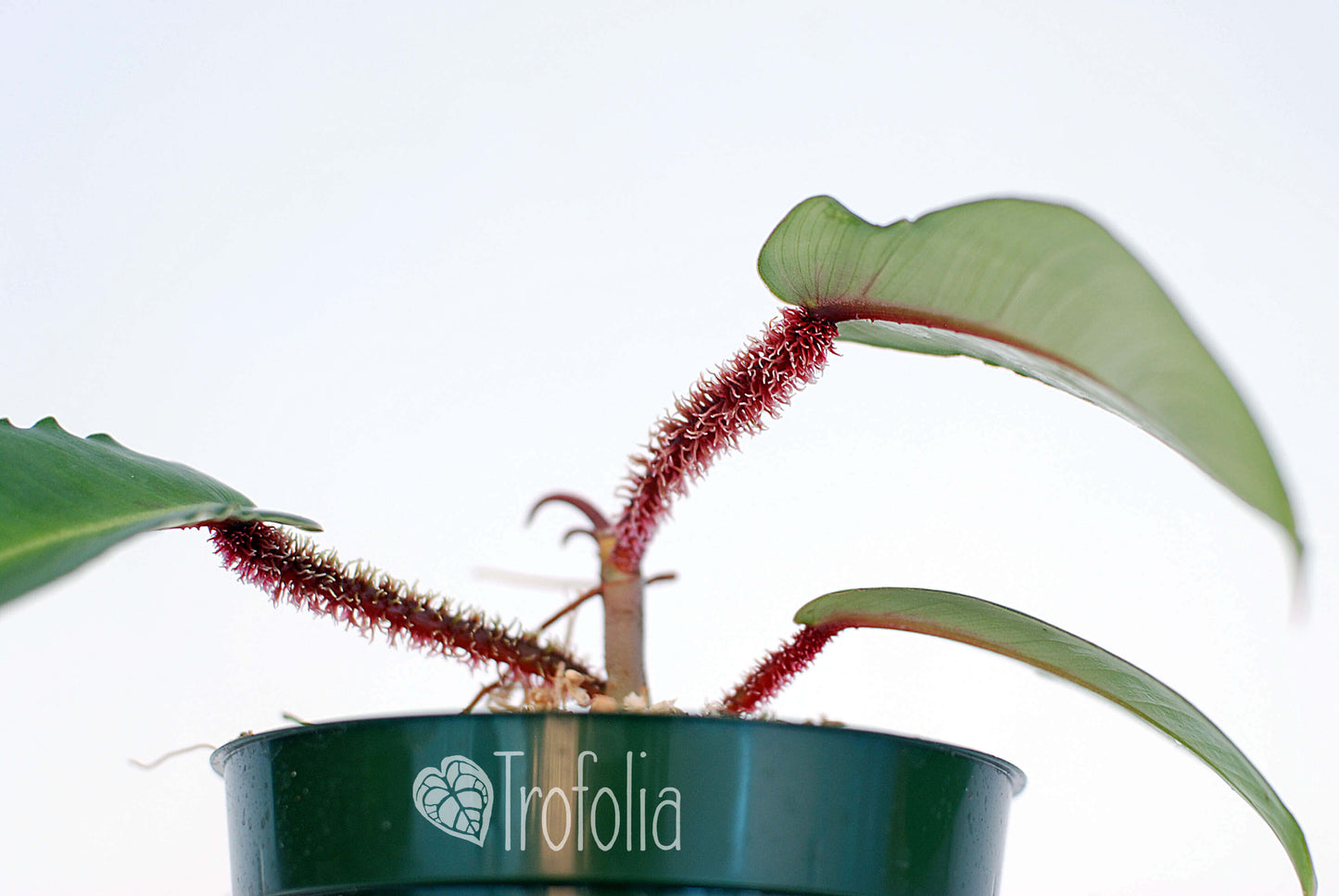 Philodendron Squamiferum Hairy (multiple sizes) - Trofolia