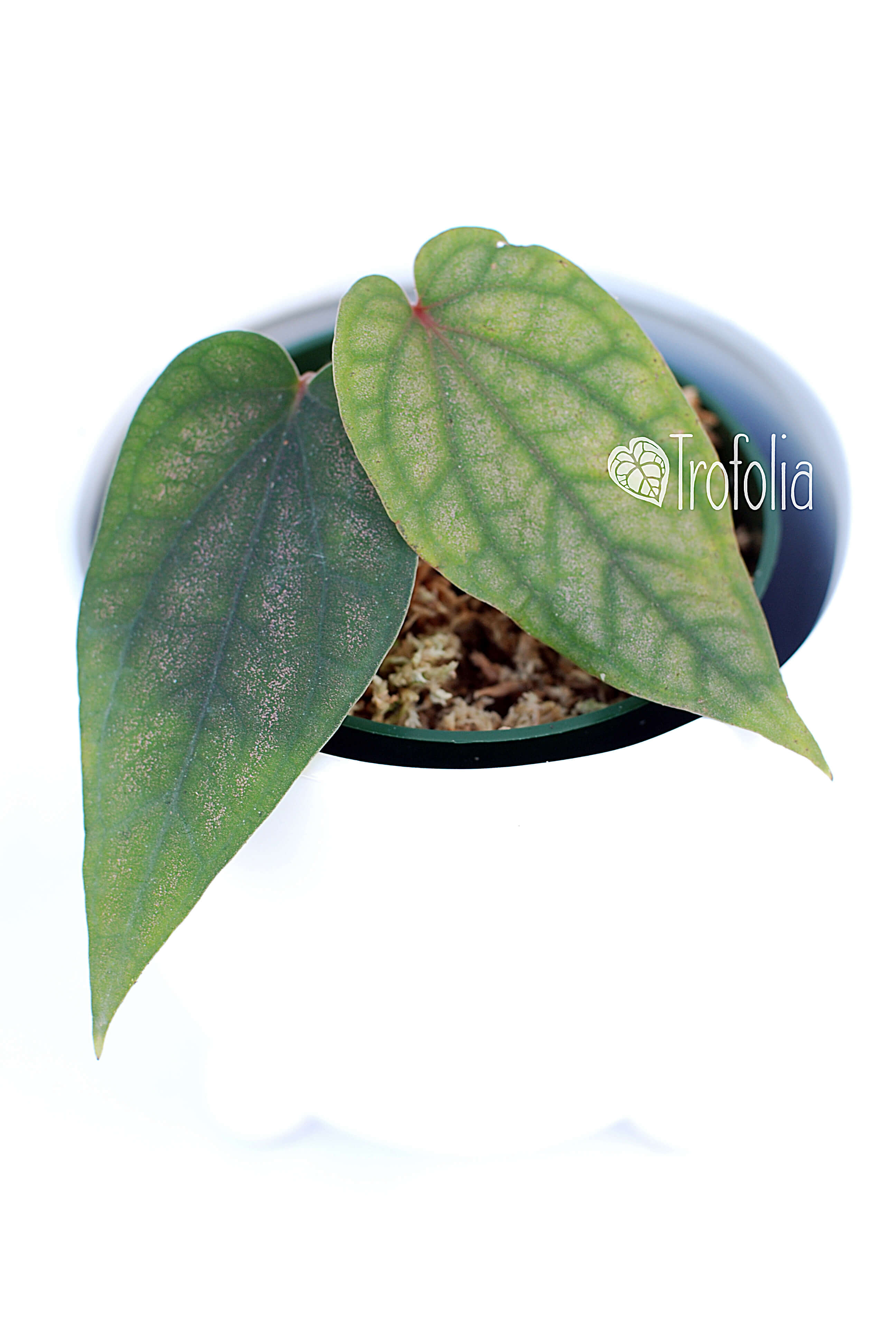 philodendron piper Piper Sylvaticum – Trofolia