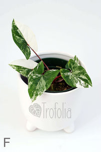 Syngonium Podophyllum Albovariegata (multiple sizes) - Trofolia