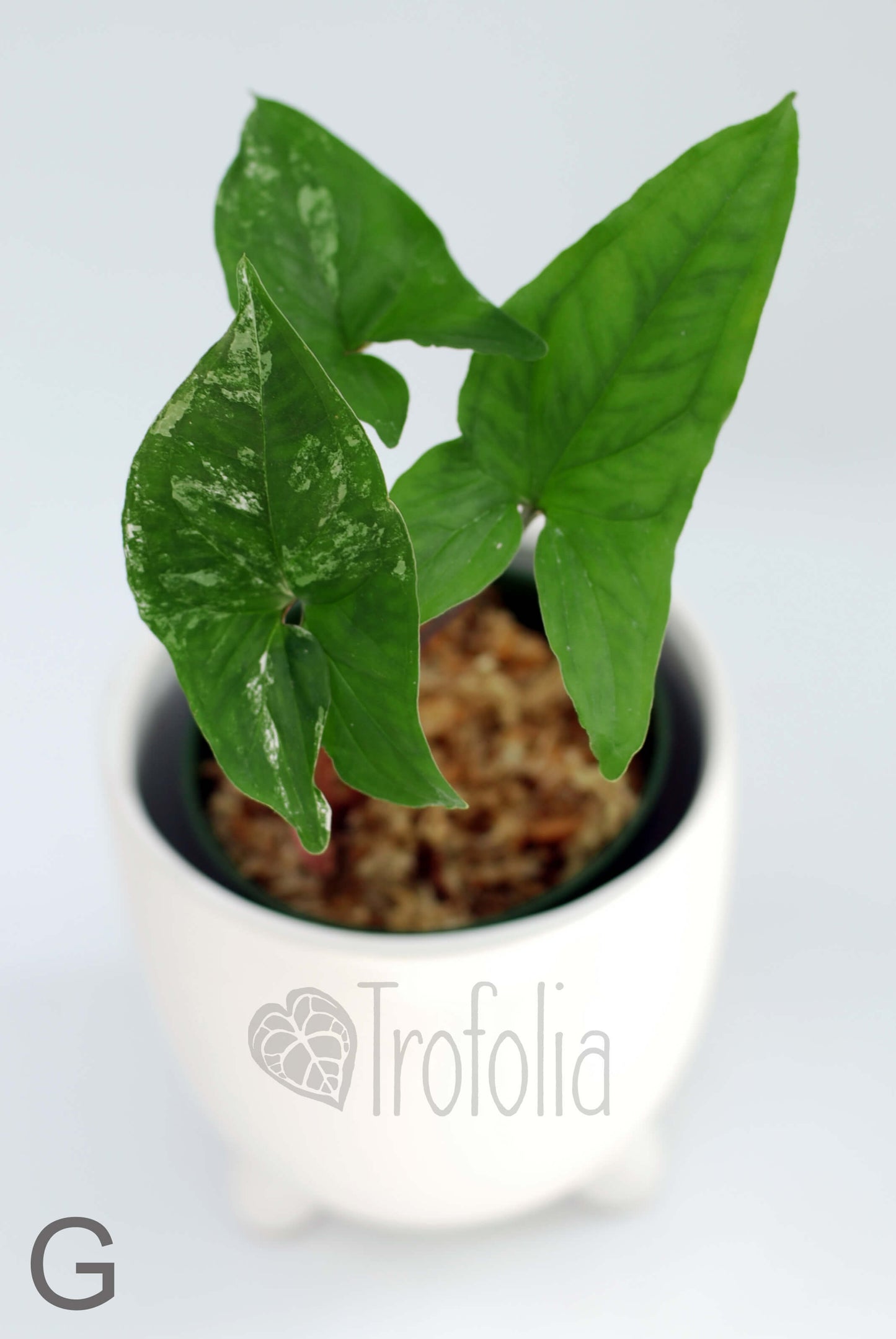 Syngonium Podophyllum Albovariegata (multiple sizes) - Trofolia