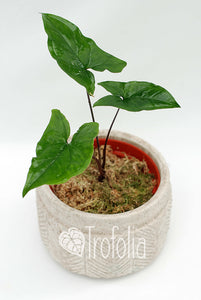 Syngonium Podophyllum (green) - Trofolia