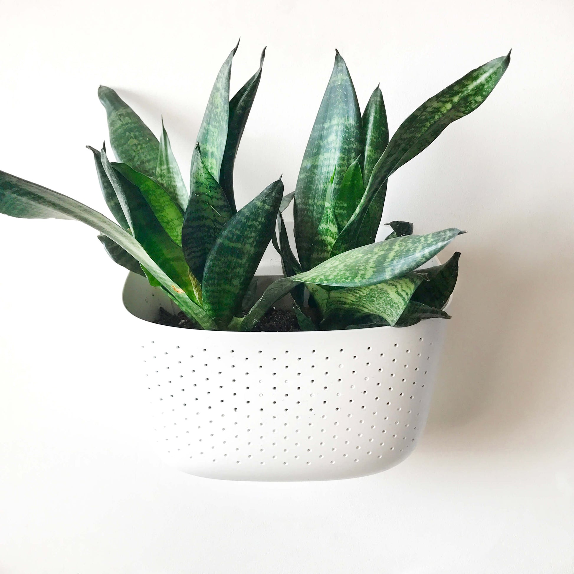 Wally Eco White Wall Planter - Trofolia