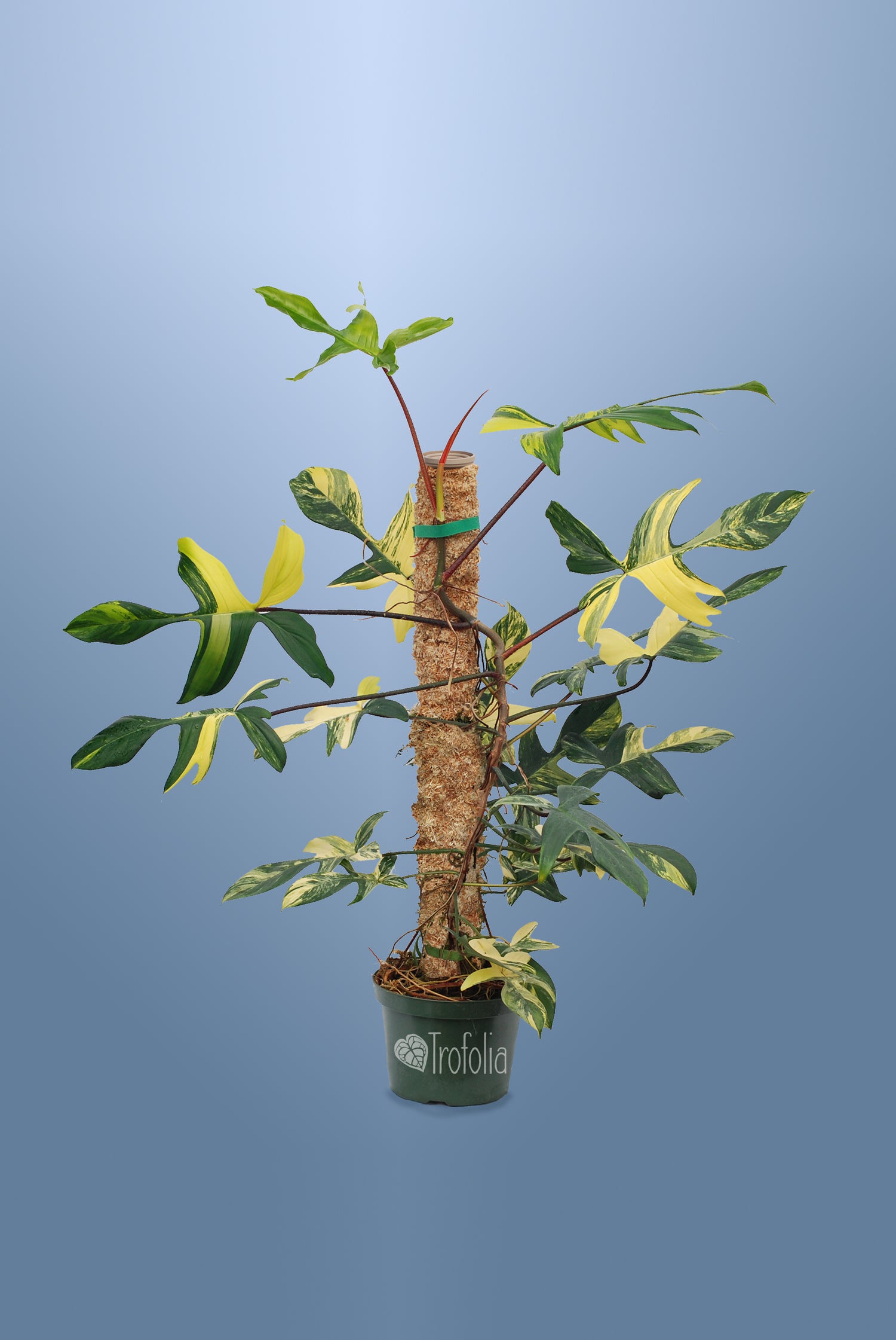 Plants