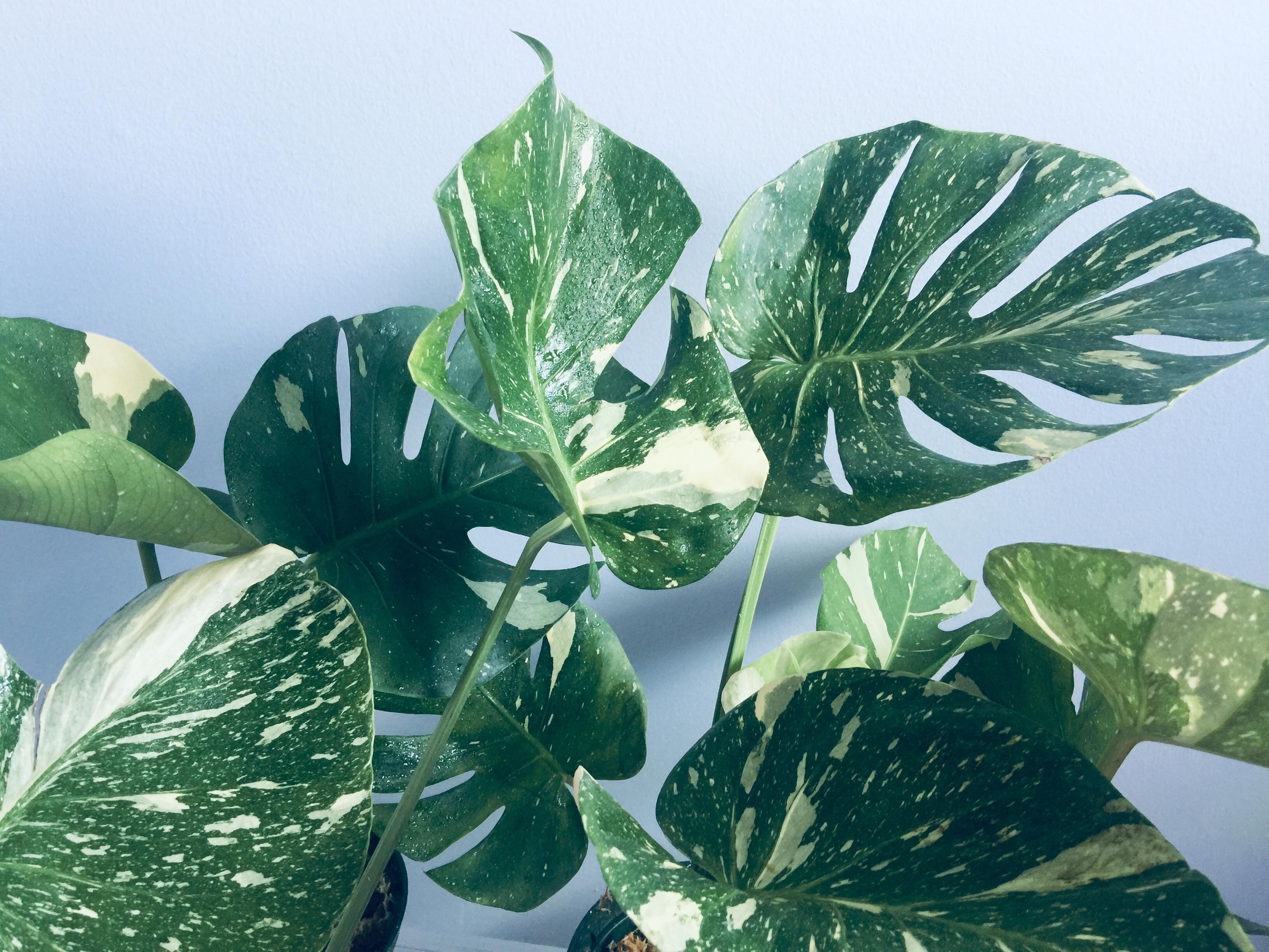 Welcome to Trofolia, providing quality specialty plants across Canada with fast & low shipping rates! Located in the Ottawa area, local delivery & local pickup. We have a huge variety of quality rare specialty exotic tropical house plants!