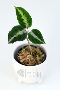 Aglaonema Pictum Tricolour - Trofolia