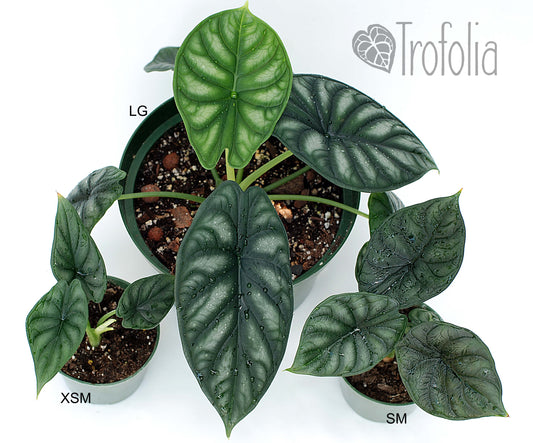 Alocasia Baginda 'Dragon Scale' (Multiple Sizes) - Trofolia