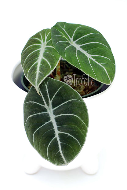 Alocasia Reginula 'Black Velvet' - Trofolia
