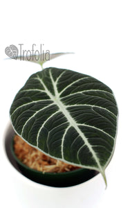 Alocasia Reginula 'Black Velvet' - Trofolia