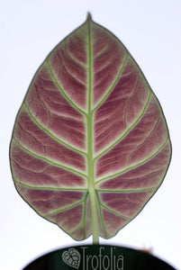 Alocasia Reginula 'Black Velvet' - Trofolia