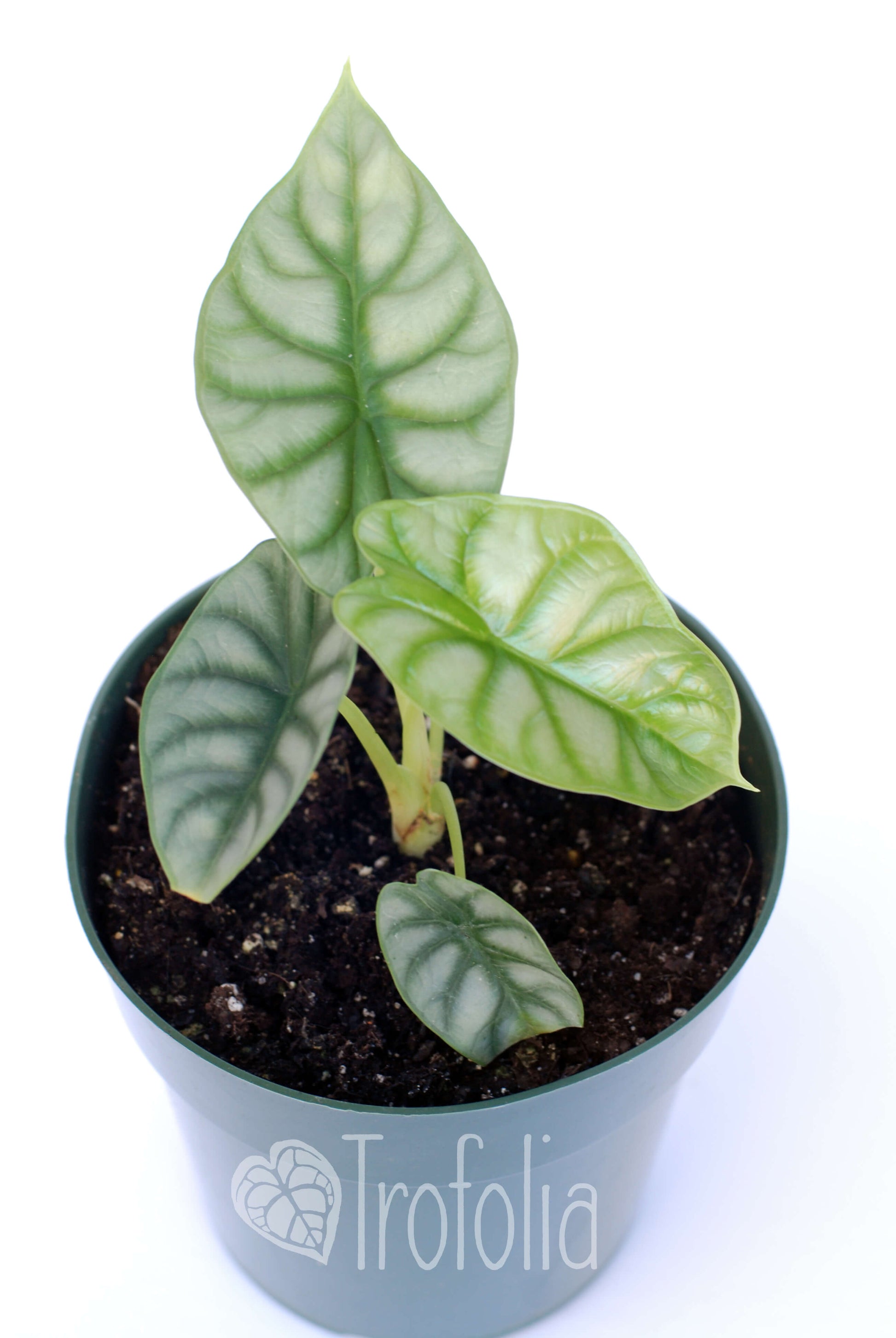 Alocasia Silver Dragon - Trofolia