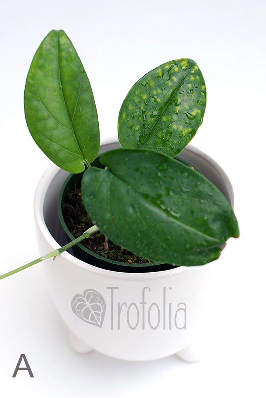 Amydrium Medium 'Green' (multiple sizes) - Trofolia