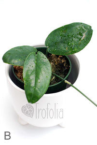 Amydrium Medium 'Green' (multiple sizes) - Trofolia