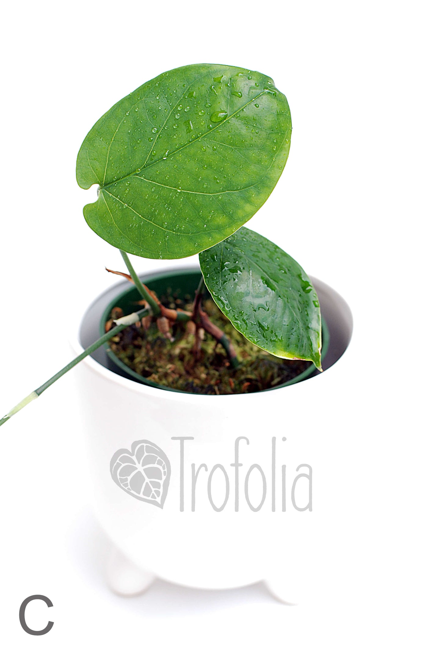 Amydrium Medium 'Green' (multiple sizes) - Trofolia