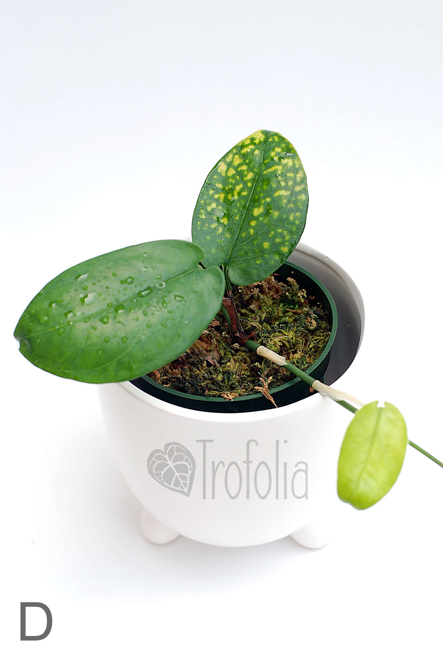 Amydrium Medium 'Green' (multiple sizes) - Trofolia