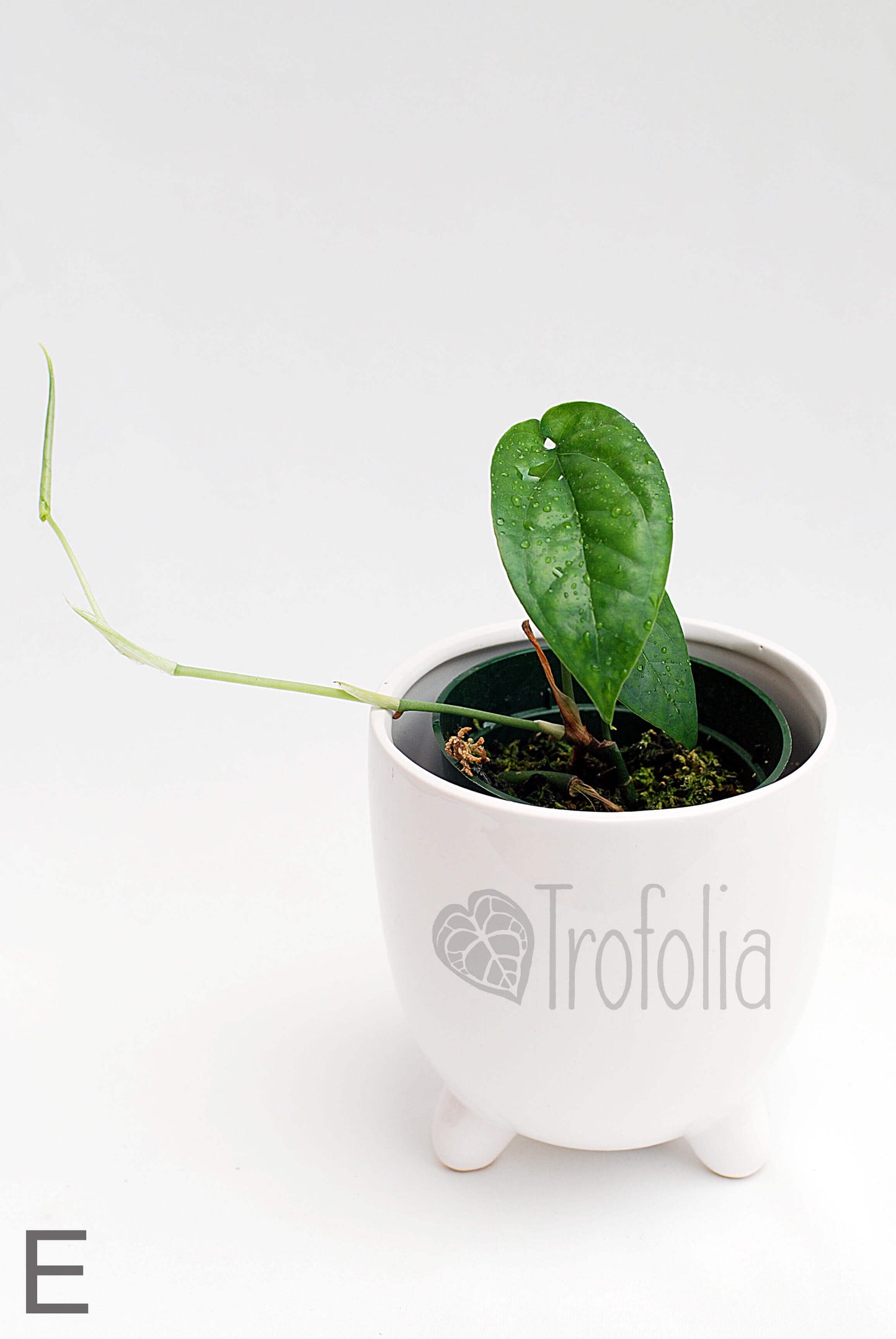 Amydrium Medium 'Green' (multiple sizes) - Trofolia